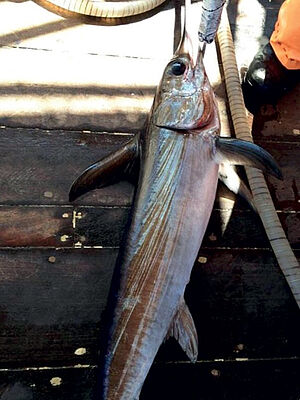 Swordfish (XIPHIAS GLADIUS)