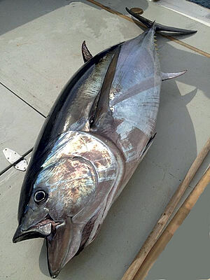 Βlue fin tuna (THUNNUS THYNNUS)